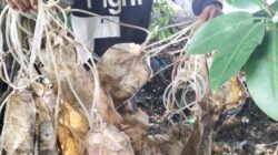 ANCAMAN SERIUS, LIMBAH MEDIS BERLABUH DI PESISIR MUARAGEMBONG